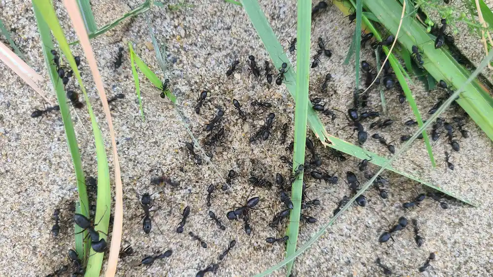 ants