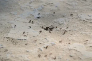 ant nest