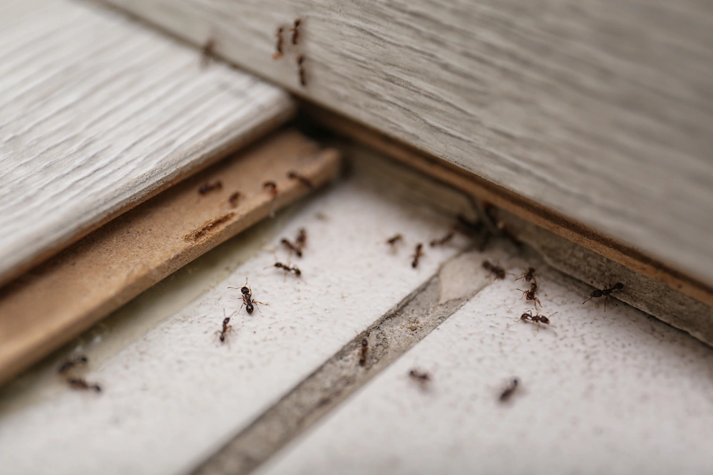 ants inside house