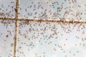ants indoors