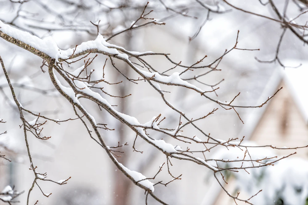 snowy branch; pest prevention