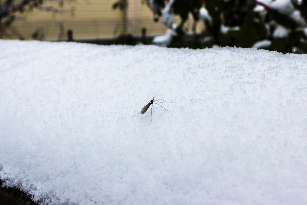 mosquito in snow