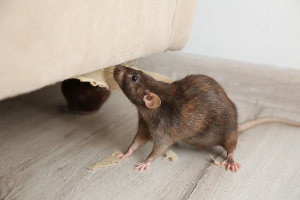 rodent odor signs; rat with furniture