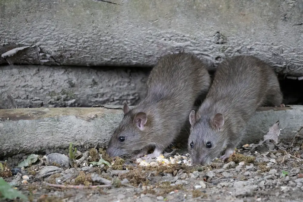 rats hiding outside