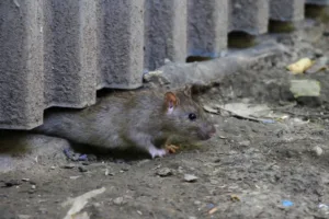 rat coming out of hiding