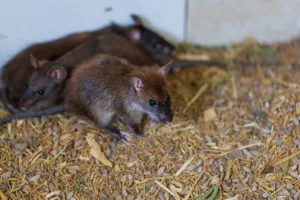 rat nest