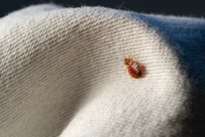 bed bug on fabric; signs of bed bugs
