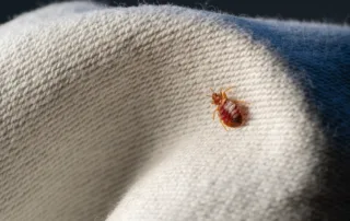 bed bug on fabric; signs of bed bugs