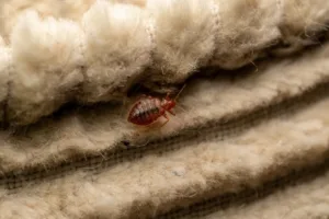 bed bug on blanket