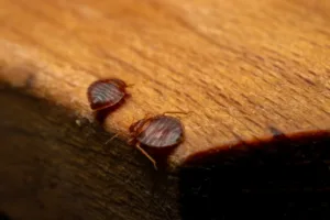 bed bugs on wood