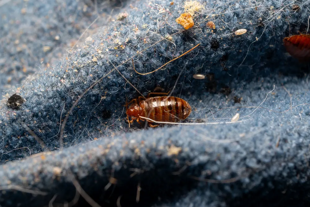 bed bug on fabric