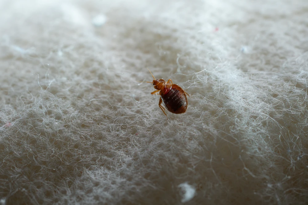 bed bug on light fabric