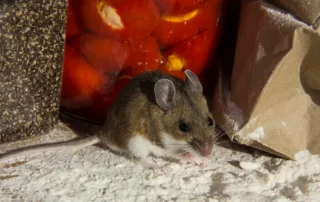 pests contaminate food; mouse in food