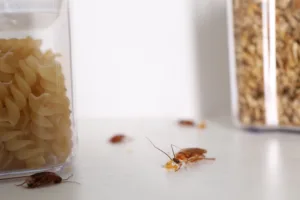 roaches in pantry
