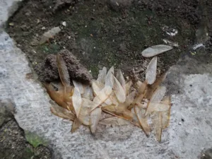 shed wings