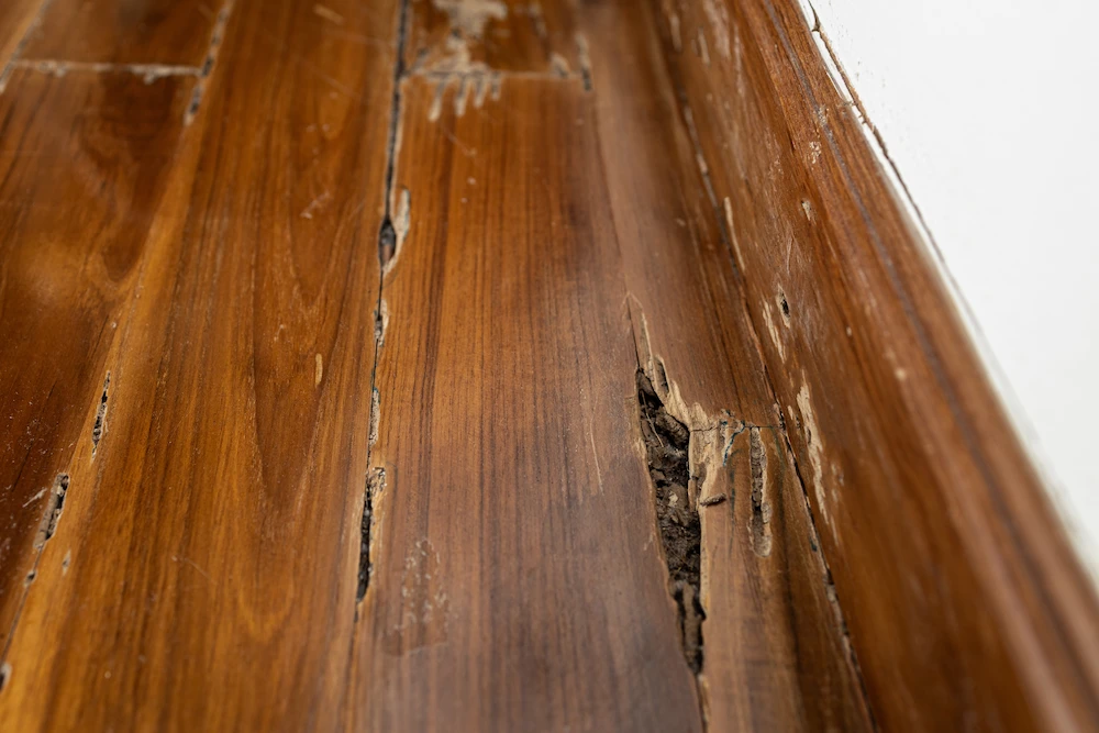 damaged wood floors