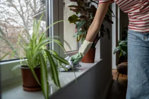 cleaning plant shelf
