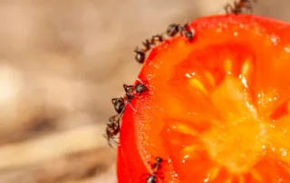 ants eating tomato; what do ants eat?
