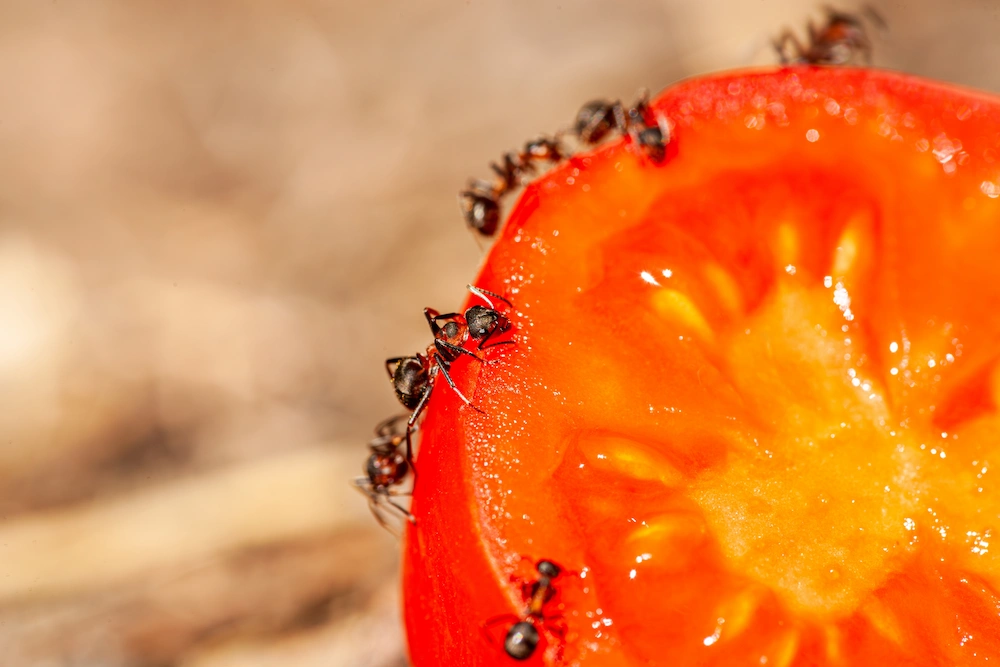 ants eating tomato; what do ants eat?