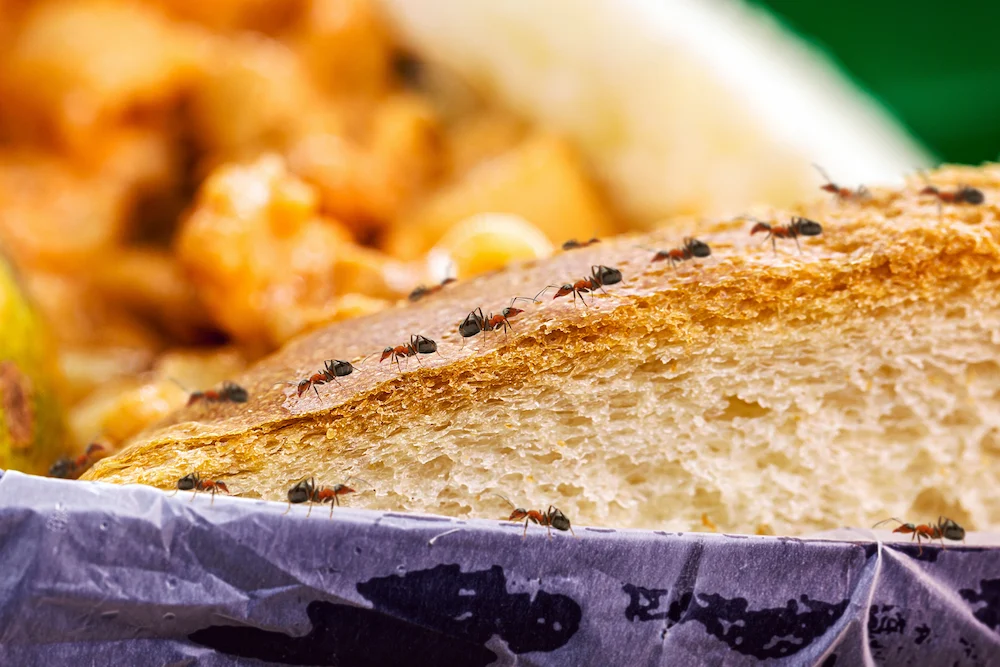 ants marching on bread