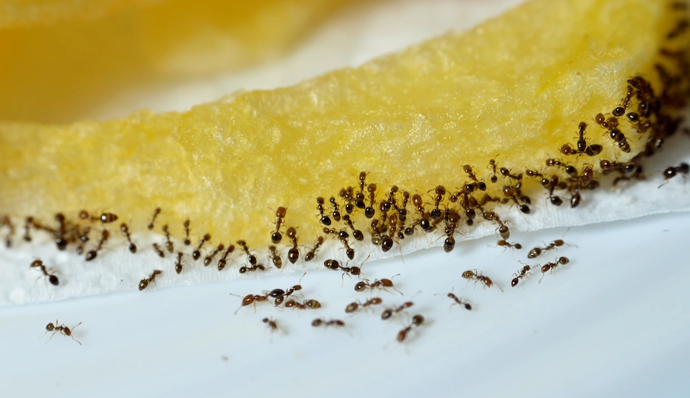 ants eating a piece of fruit