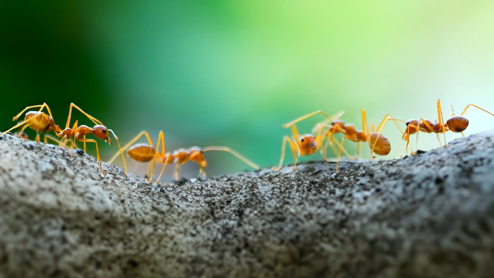 ants foraging for food