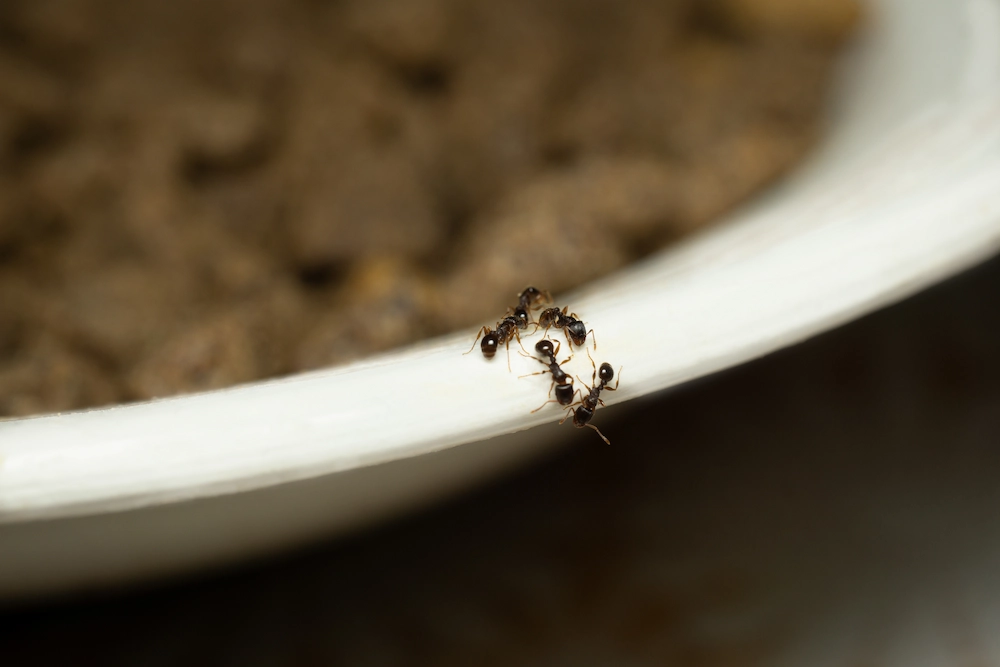 ants climbing on bowl