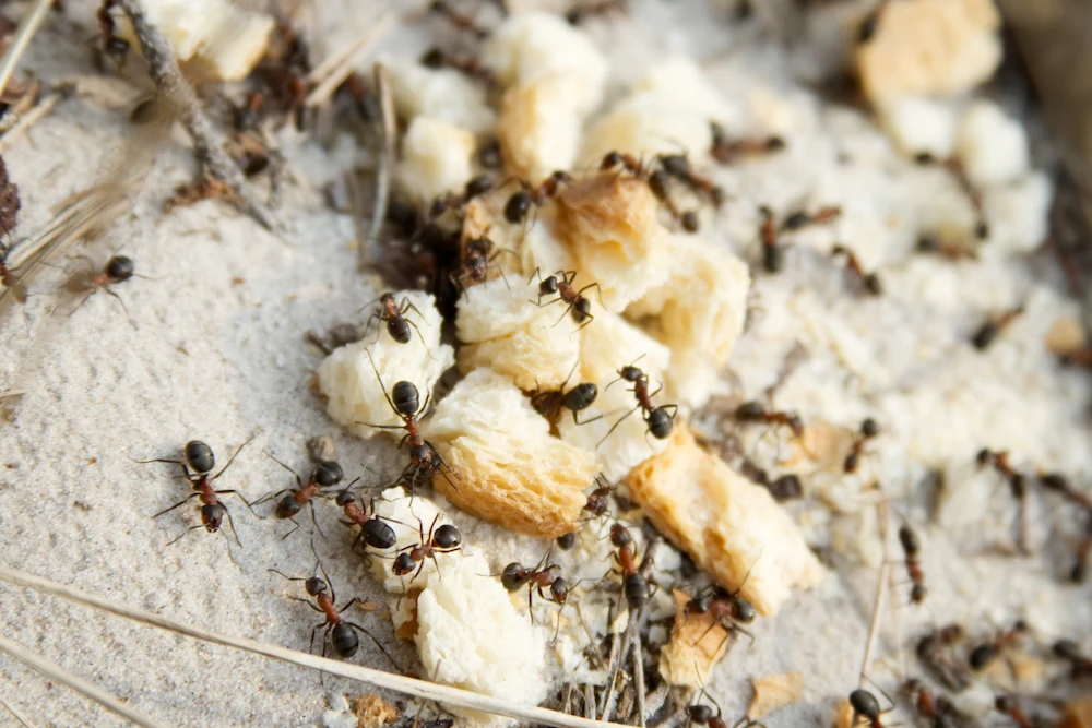 ants on bread crumbs