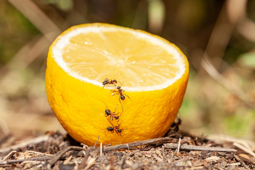 ants on an orange