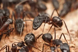 Close-up of black ants in a colony showing detailed behavior and teamwork