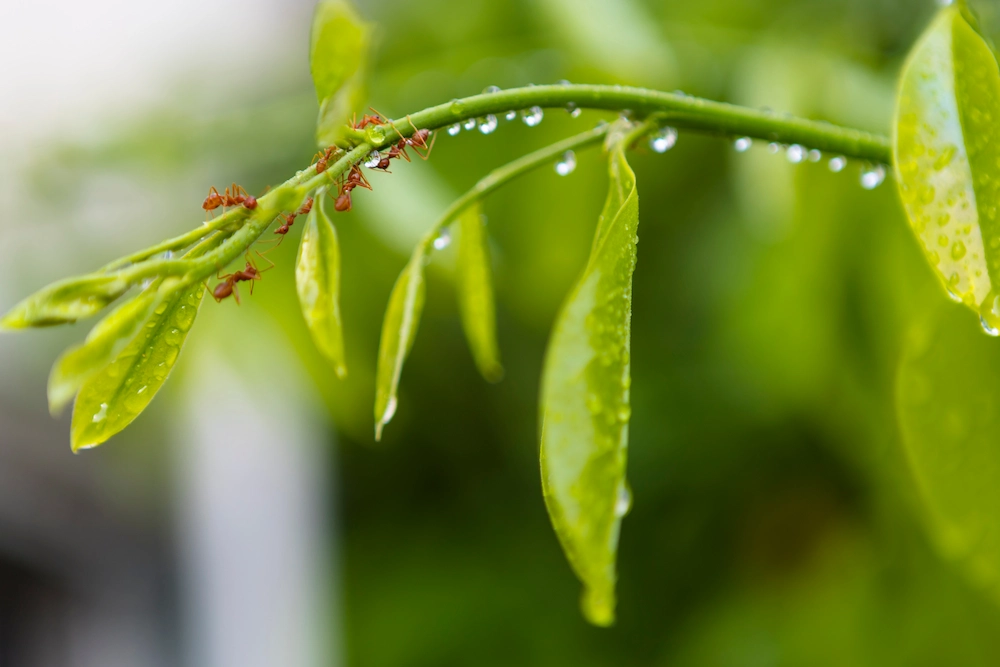 ants on wet branch