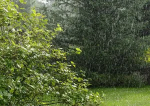 how rain affects pest behavior
