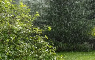 how rain affects pest behavior
