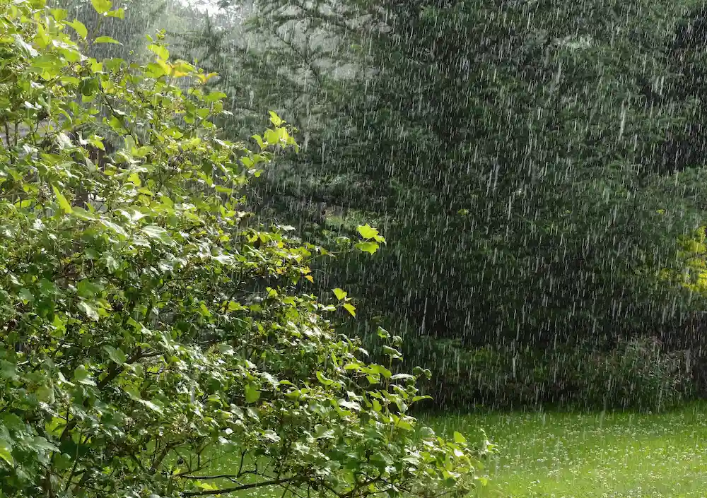 how rain affects pest behavior