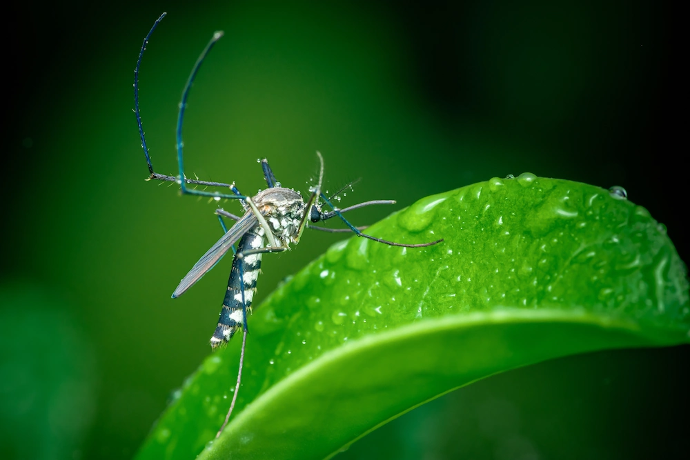 mosquito on wet leaf
