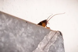 roach