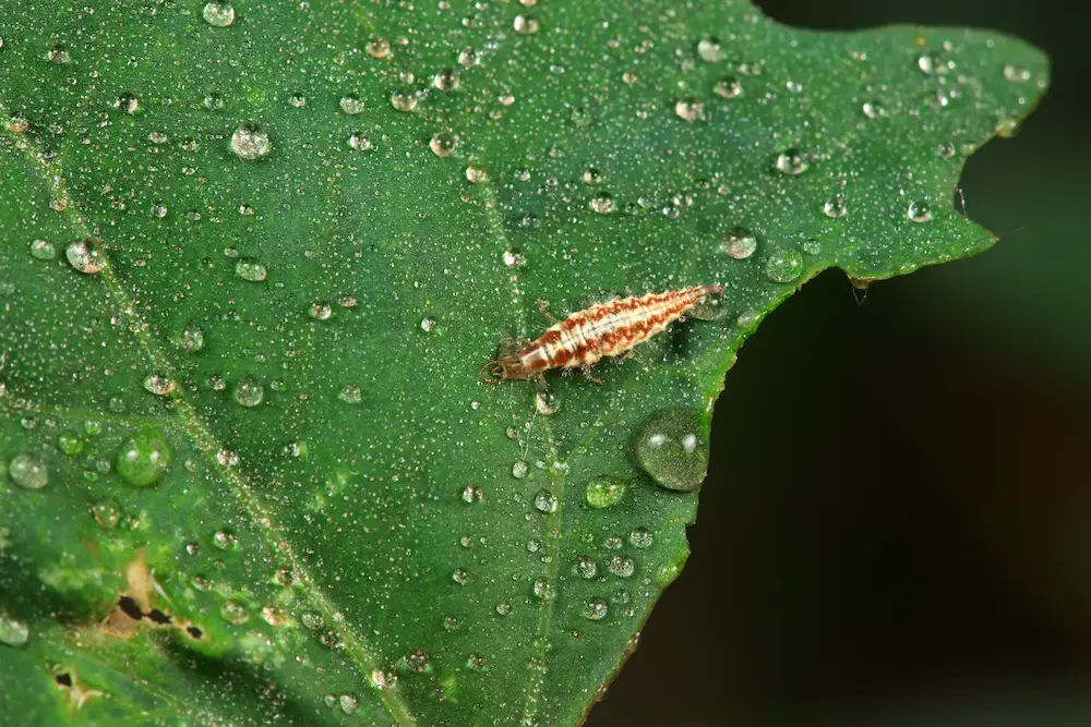 bug on a wet leaf