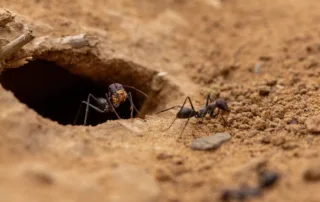 why do ants bite