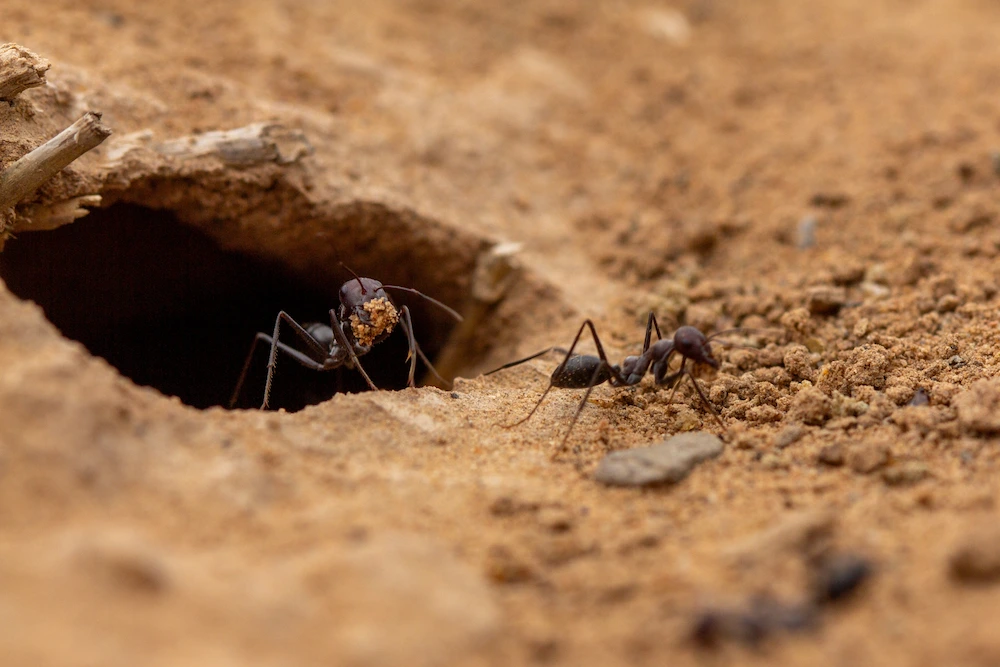 why do ants bite