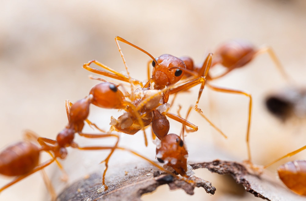 red ants