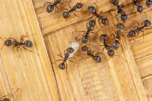 ants getting food