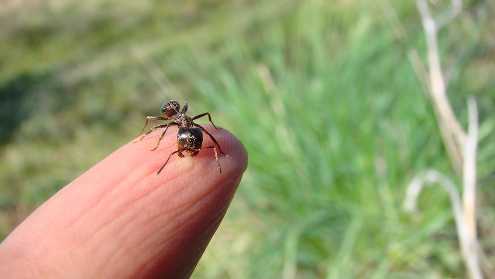 ant on finger
