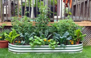 Mid-Atlantic vegetable garden pests