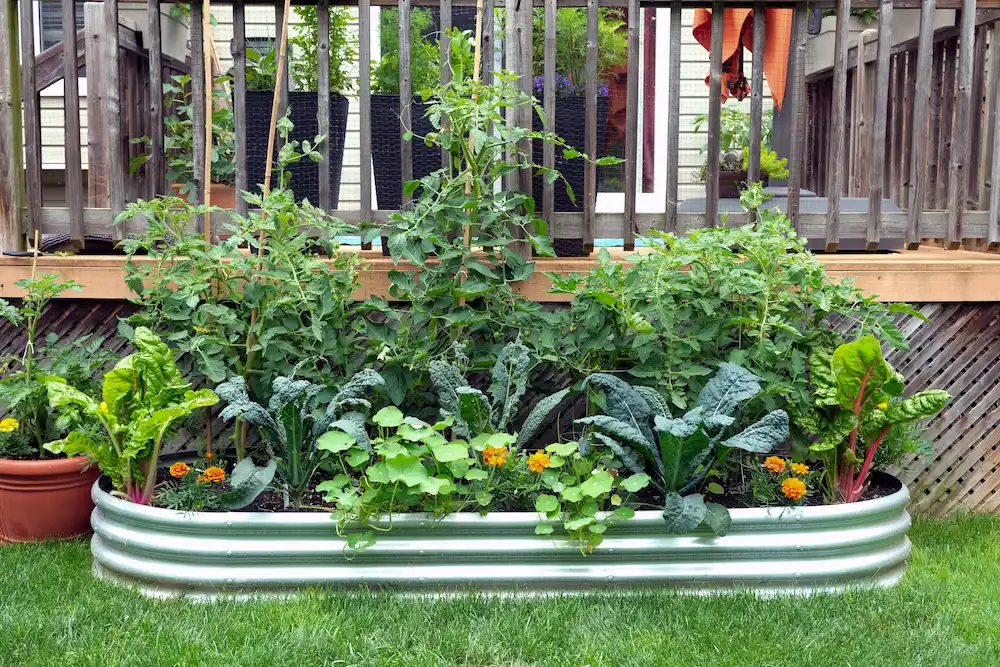 Mid-Atlantic vegetable garden pests
