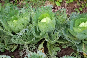 pests in vegetable garden