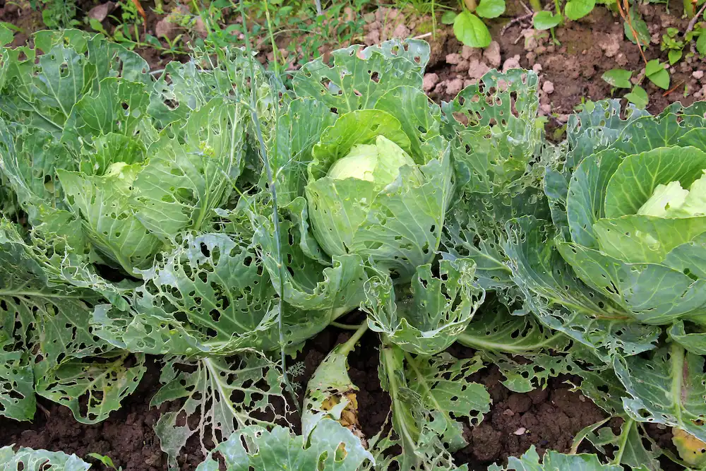 pests in vegetable garden