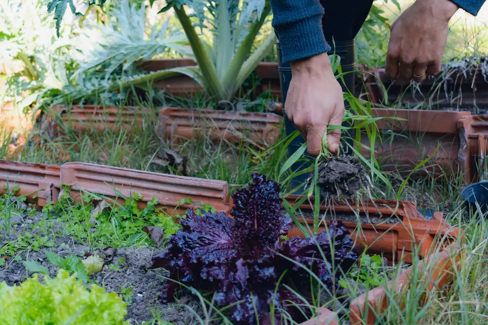 pulling weeds