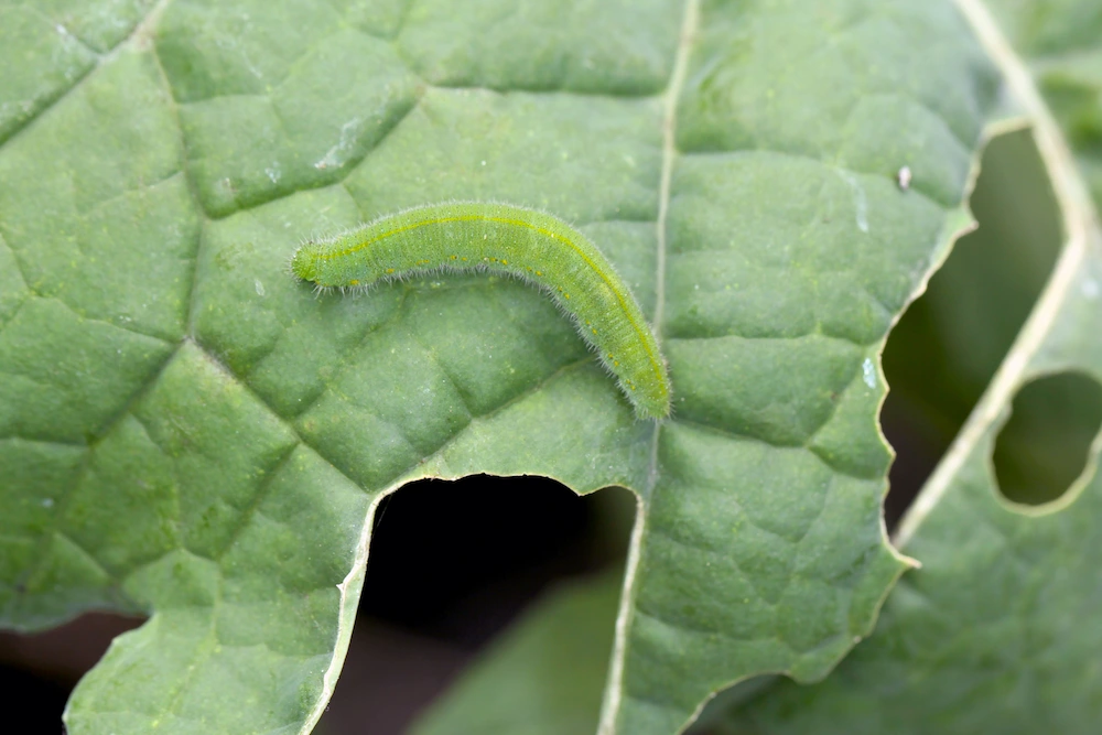 caterpillar on leaf