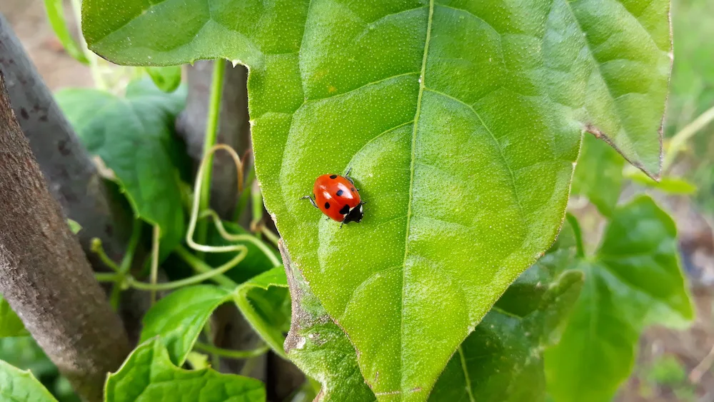 ladybug on leaf