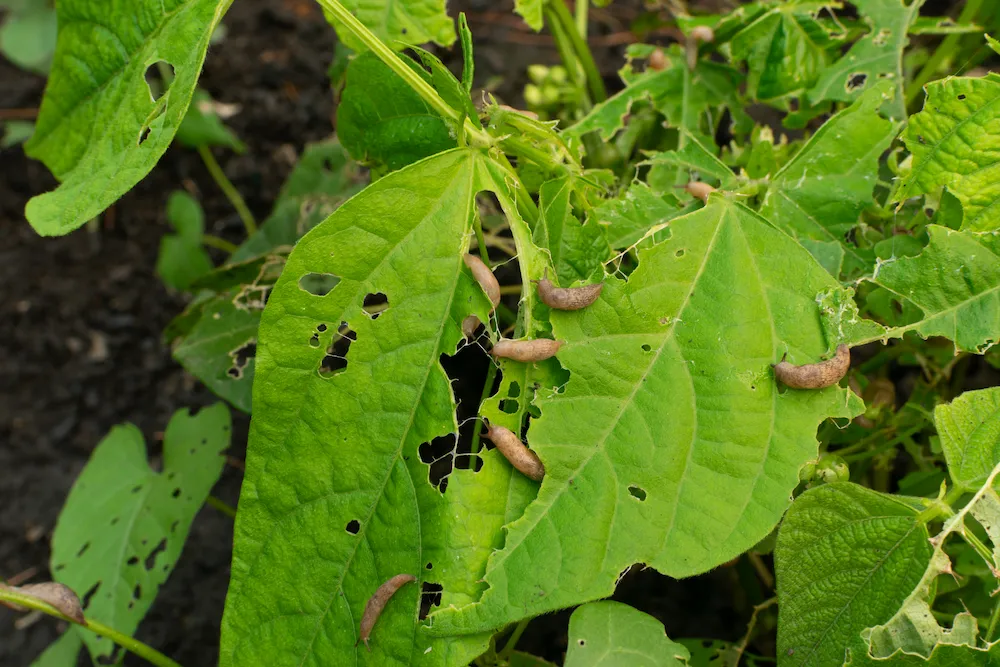 holes in leaves